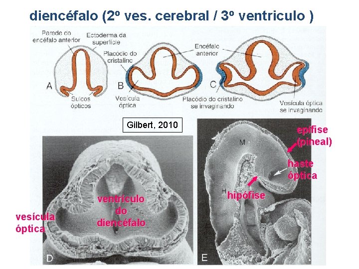 diencéfalo (2 o ves. cerebral / 3 o ventriculo ) Gilbert, 2010 epífise (pineal)