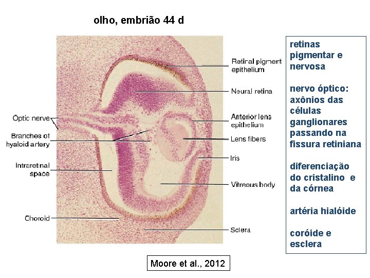 olho, embrião 44 d retinas pigmentar e nervosa nervo óptico: axônios das células ganglionares