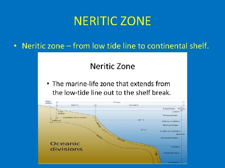 NERITIC ZONE • Neritic zone – from low tide line to continental shelf. 