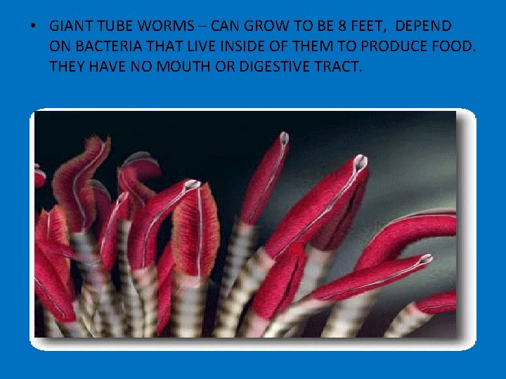  • GIANT TUBE WORMS – CAN GROW TO BE 8 FEET, DEPEND ON