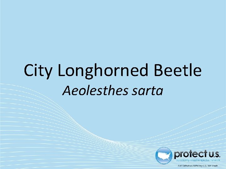 City Longhorned Beetle Aeolesthes sarta 