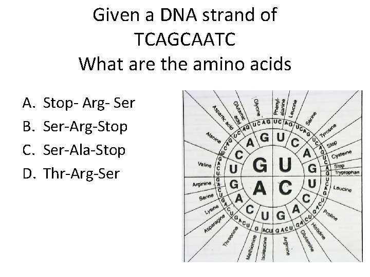 Given a DNA strand of TCAGCAATC What are the amino acids A. B. C.