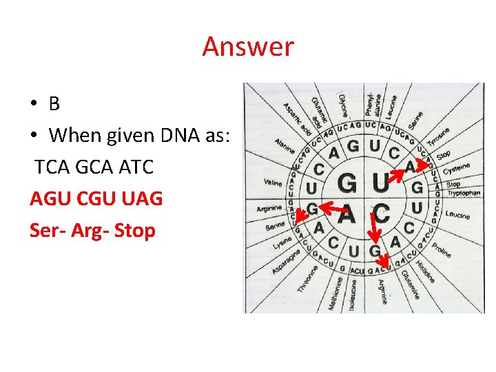 Answer • B • When given DNA as: TCA GCA ATC AGU CGU UAG