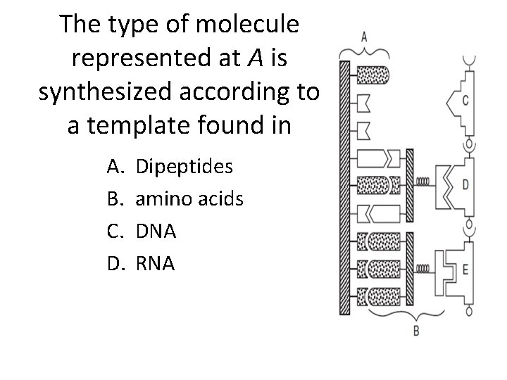 The type of molecule represented at A is synthesized according to a template found