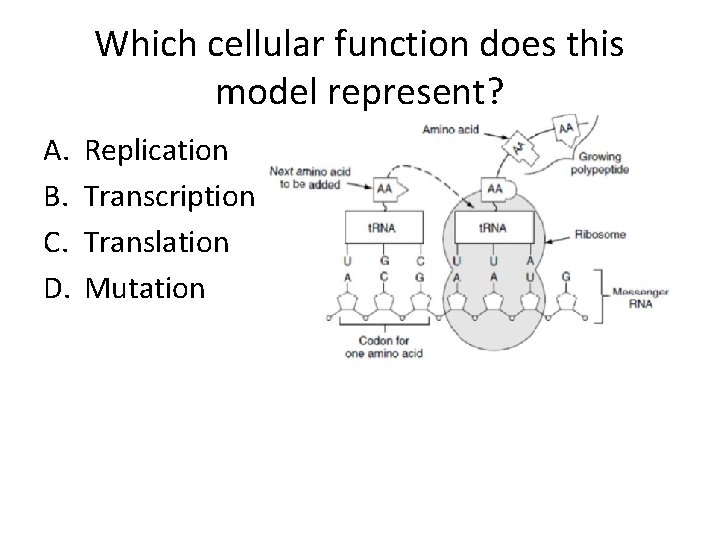 Which cellular function does this model represent? A. B. C. D. Replication Transcription Translation