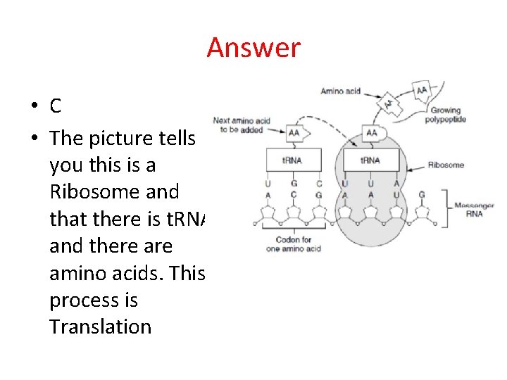 Answer • C • The picture tells you this is a Ribosome and that