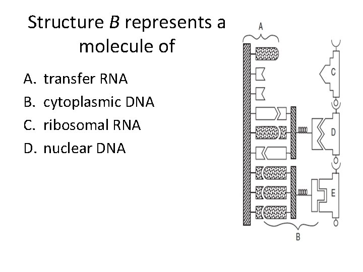 Structure B represents a molecule of A. B. C. D. transfer RNA cytoplasmic DNA