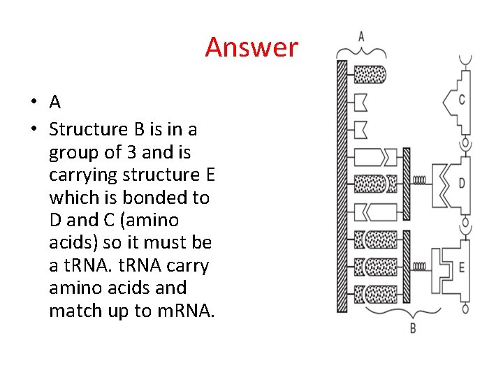 Answer • A • Structure B is in a group of 3 and is