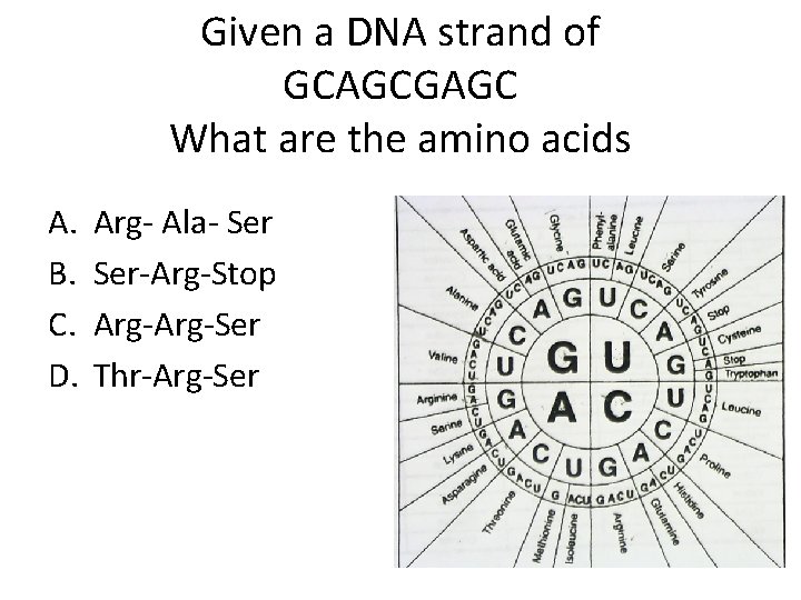 Given a DNA strand of GCAGCGAGC What are the amino acids A. B. C.