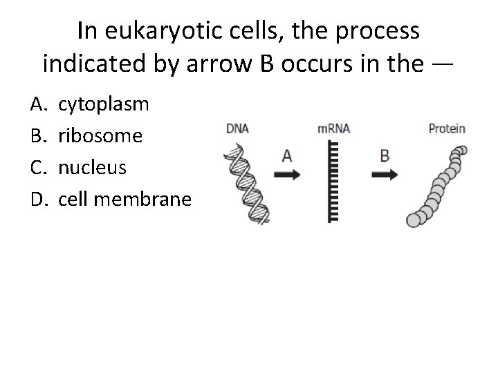 In eukaryotic cells, the process indicated by arrow B occurs in the — A.