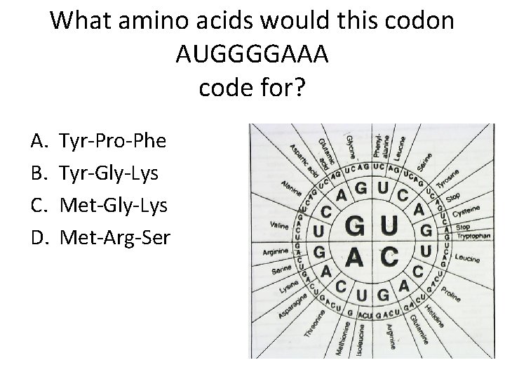 What amino acids would this codon AUGGGGAAA code for? A. B. C. D. Tyr-Pro-Phe