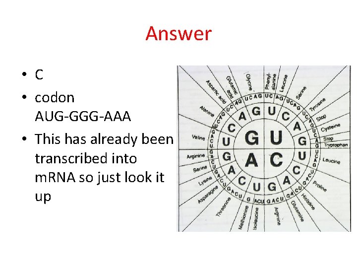 Answer • C • codon AUG-GGG-AAA • This has already been transcribed into m.