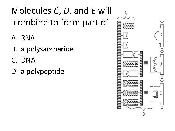 Molecules C, D, and E will combine to form part of A. B. C.