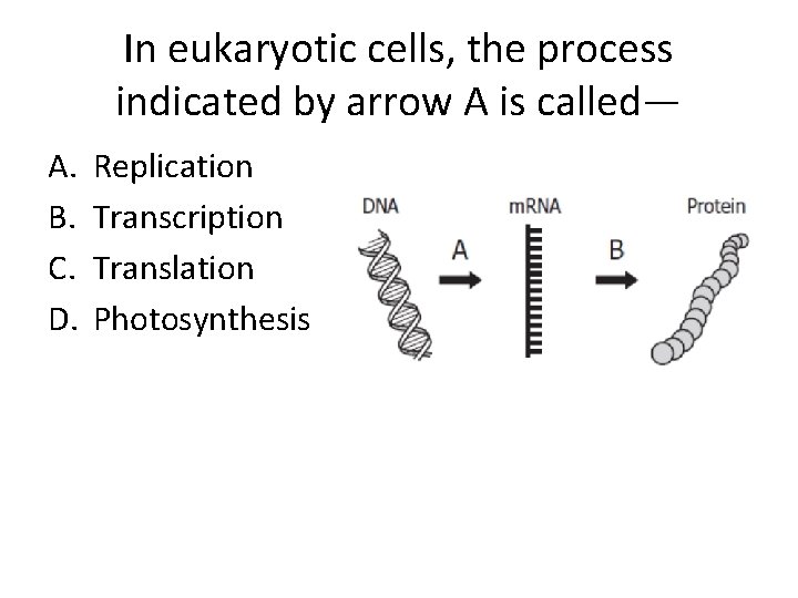 In eukaryotic cells, the process indicated by arrow A is called— A. B. C.