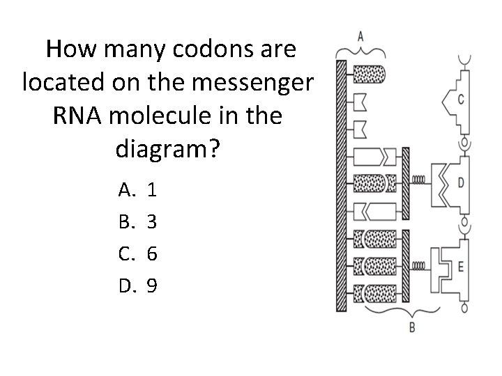  How many codons are located on the messenger RNA molecule in the diagram?