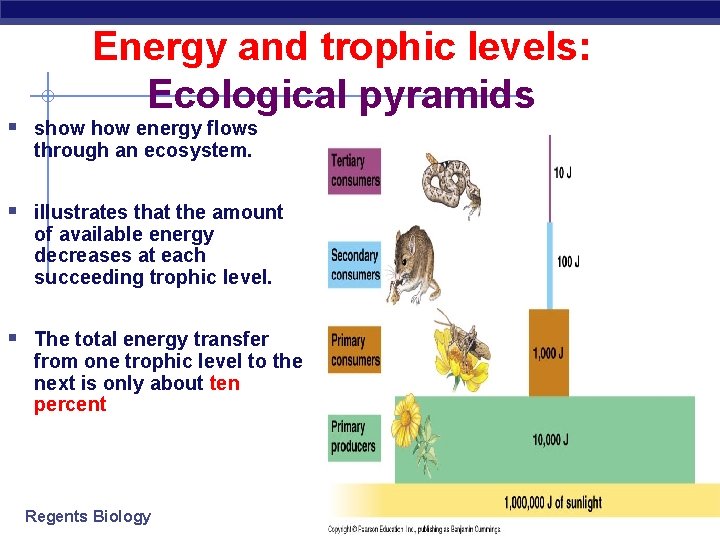 Energy and trophic levels: Ecological pyramids § show energy flows through an ecosystem. §
