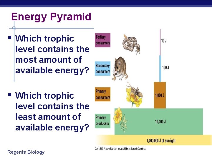 Energy Pyramid § Which trophic level contains the most amount of available energy? §