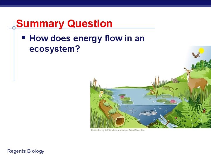 Summary Question § How does energy flow in an ecosystem? Regents Biology 