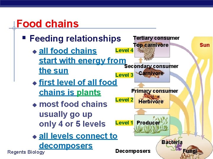 Food chains § Feeding relationships Tertiary consumer Top carnivore Level 4 all food chains