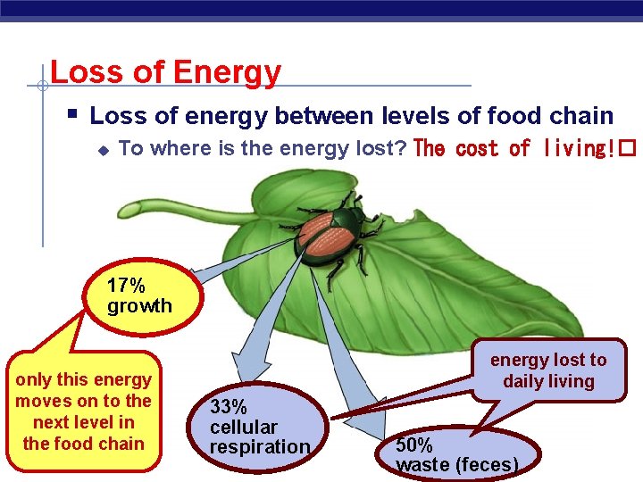 Loss of Energy § Loss of energy between levels of food chain u To