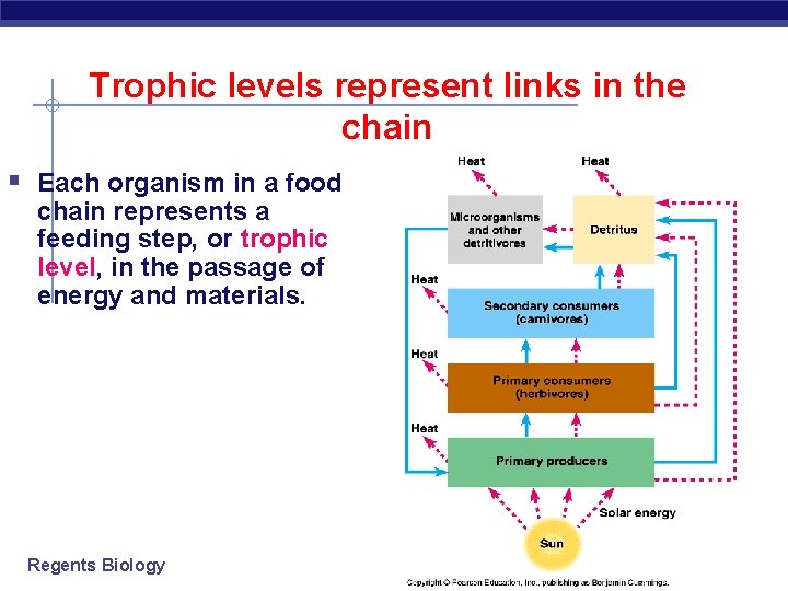 Trophic levels represent links in the chain § Each organism in a food chain