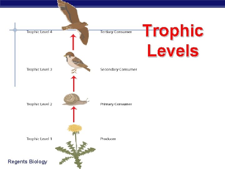 Trophic Levels Regents Biology 