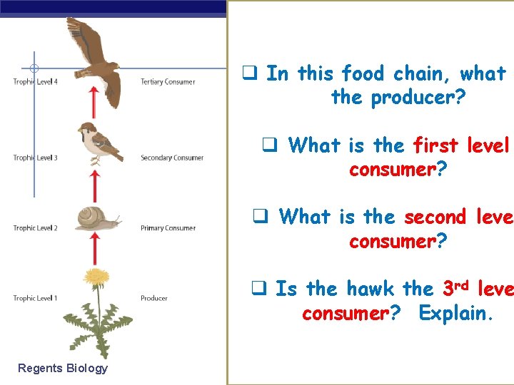 q In this food chain, what the producer? q What is the first level