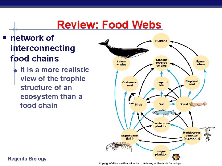 Review: Food Webs § network of interconnecting food chains u It is a more