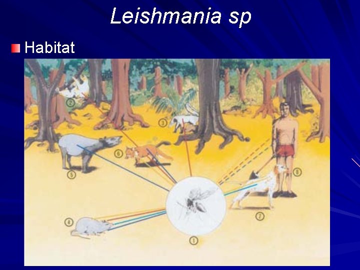 Leishmania sp Habitat 