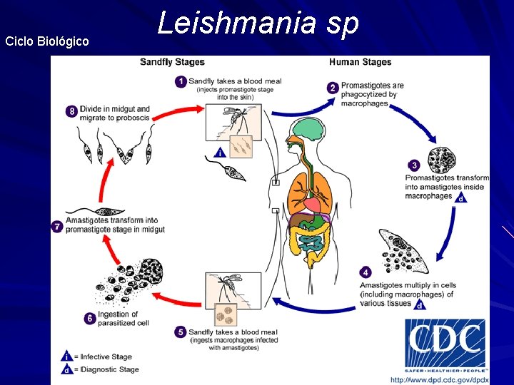 Ciclo Biológico Leishmania sp 