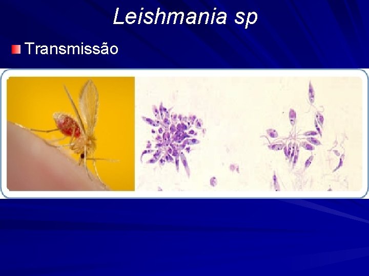 Leishmania sp Transmissão 