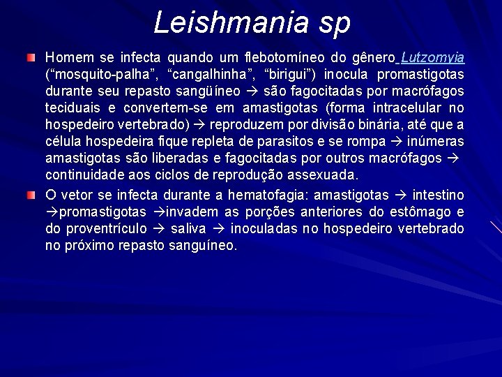 Leishmania sp Homem se infecta quando um flebotomíneo do gênero Lutzomyia (“mosquito-palha”, “cangalhinha”, “birigui”)