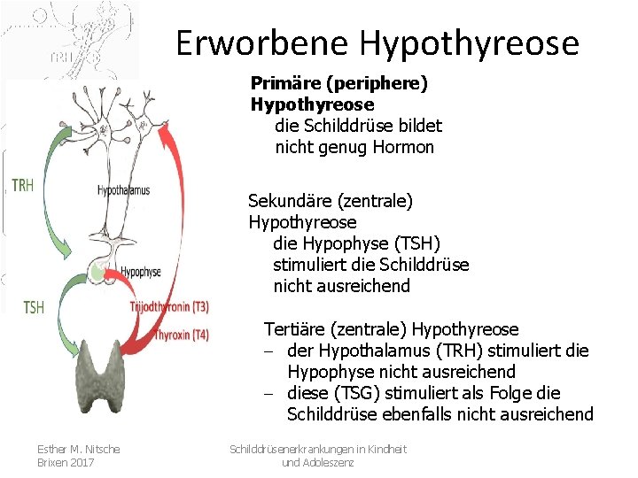 Erworbene Hypothyreose Primäre (periphere) Hypothyreose die Schilddrüse bildet nicht genug Hormon Sekundäre (zentrale) Hypothyreose