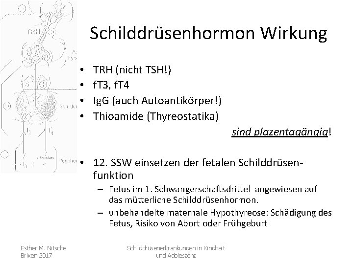 Schilddrüsenhormon Wirkung • • TRH (nicht TSH!) f. T 3, f. T 4 Ig.