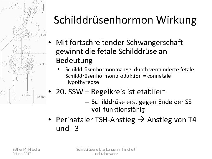 Schilddrüsenhormon Wirkung • Mit fortschreitender Schwangerschaft gewinnt die fetale Schilddrüse an Bedeutung • Schilddrüsenhormonmangel