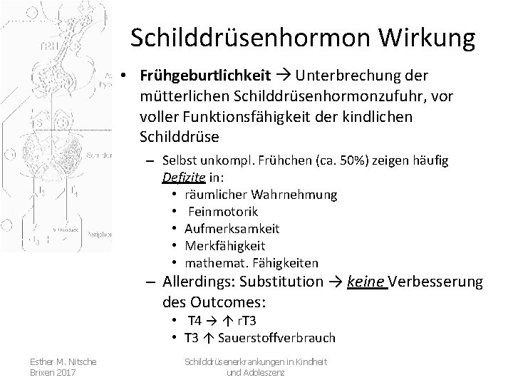 Schilddrüsenhormon Wirkung • Frühgeburtlichkeit Unterbrechung der mütterlichen Schilddrüsenhormonzufuhr, vor voller Funktionsfähigkeit der kindlichen Schilddrüse