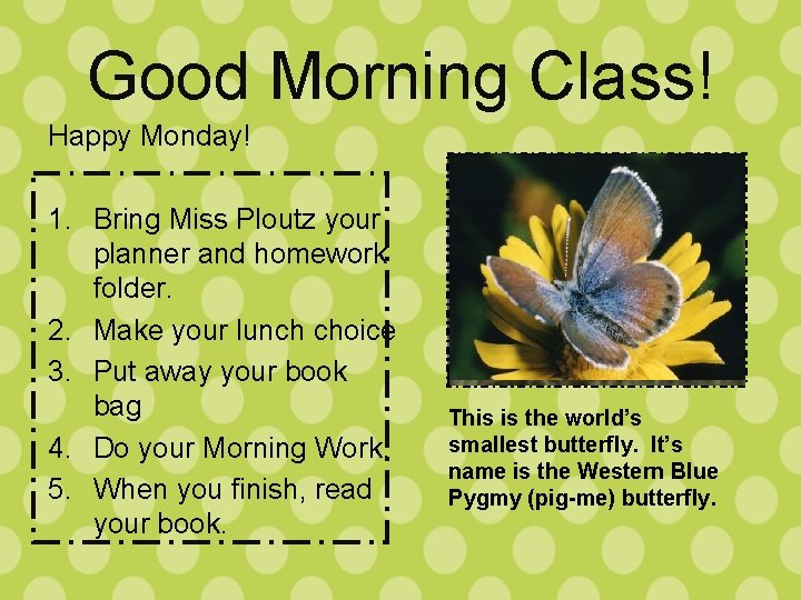 Good Morning Class! Happy Monday! 1. Bring Miss Ploutz your planner and homework folder.