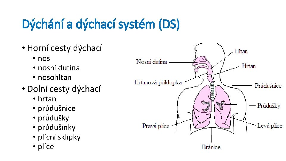 Dýchání a dýchací systém (DS) • Horní cesty dýchací • nosní dutina • nosohltan