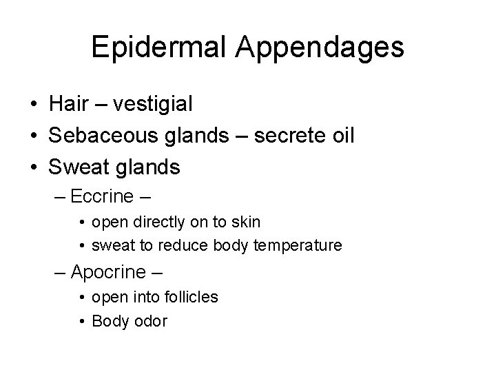 Epidermal Appendages • Hair – vestigial • Sebaceous glands – secrete oil • Sweat