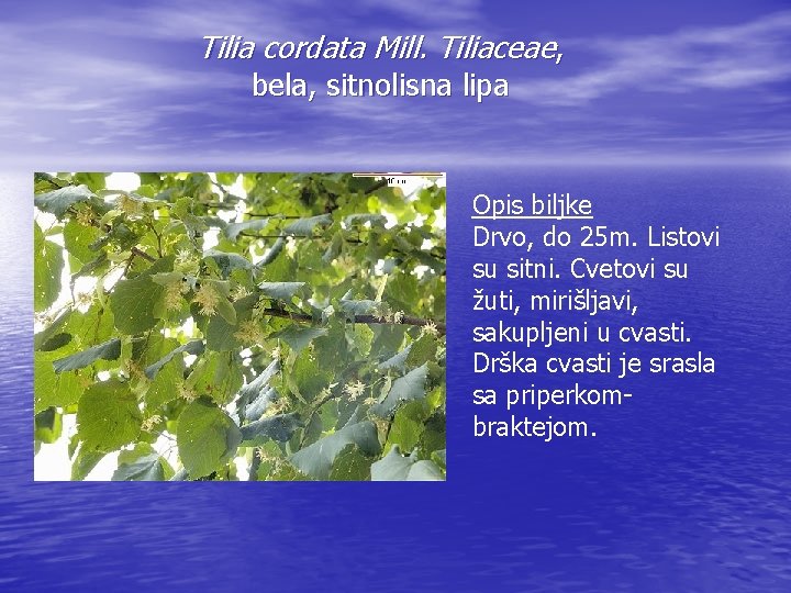 Tilia cordata Mill. Tiliaceae, bela, sitnolisna lipa Opis biljke Drvo, do 25 m. Listovi