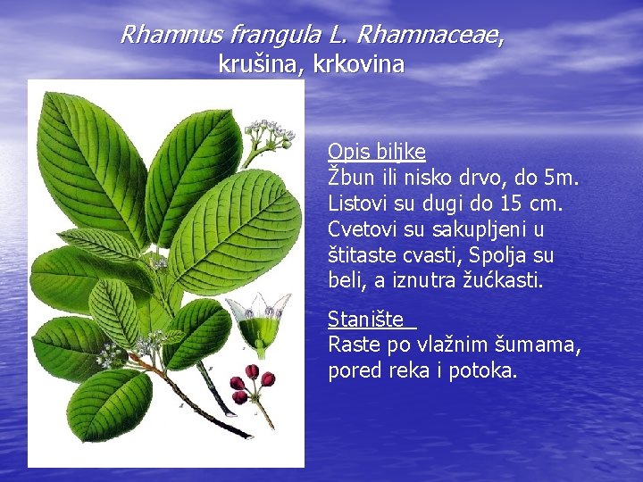 Rhamnus frangula L. Rhamnaceae, krušina, krkovina Opis biljke Žbun ili nisko drvo, do 5