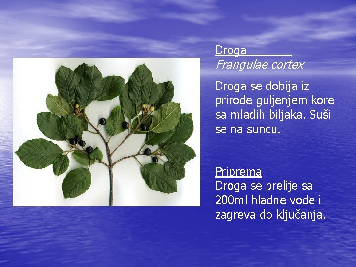 Droga Frangulae cortex Droga se dobija iz prirode guljenjem kore sa mladih biljaka. Suši