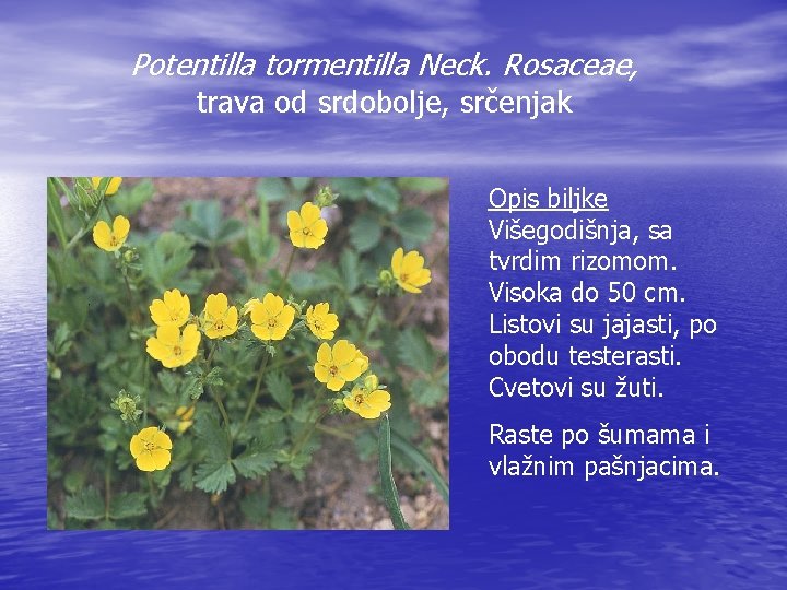 Potentilla tormentilla Neck. Rosaceae, trava od srdobolje, srčenjak Opis biljke Višegodišnja, sa tvrdim rizomom.