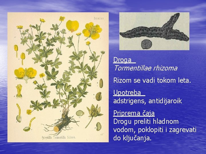 Droga Tormentillae rhizoma Rizom se vadi tokom leta. Upotreba adstrigens, antidijaroik Priprema čaja Drogu