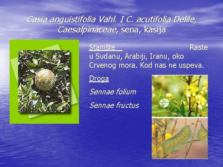 Casia anguistifolia Vahl. I C. acutifolia Delile, Caesalpinaceae, sena, kasija Stanište Raste u Sudanu,