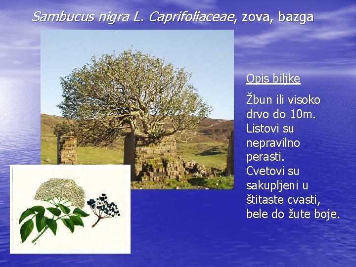 Sambucus nigra L. Caprifoliaceae, zova, bazga Opis biljke Žbun ili visoko drvo do 10