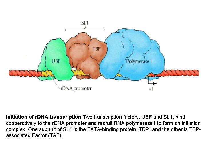 Initiation of r. DNA transcription Two transcription factors, UBF and SL 1, bind cooperatively