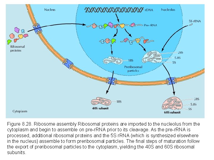 Figure 8. 28. Ribosome assembly Ribosomal proteins are imported to the nucleolus from the