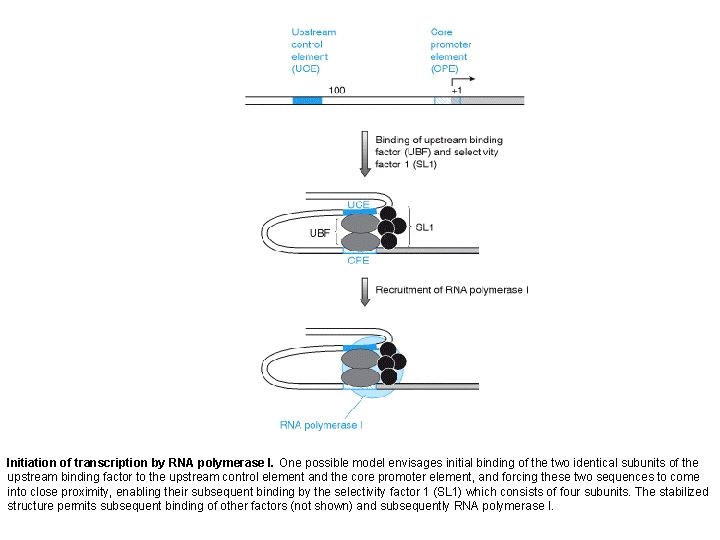 Initiation of transcription by RNA polymerase I. One possible model envisages initial binding of