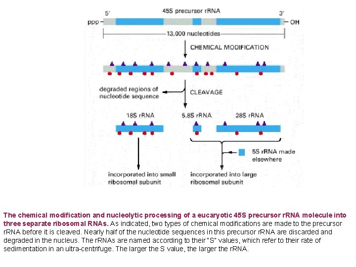 The chemical modification and nucleolytic processing of a eucaryotic 45 S precursor r. RNA